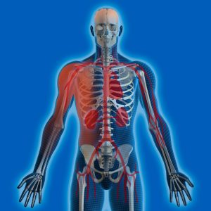 human body